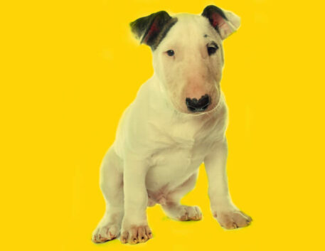 bull-terrier-filhote