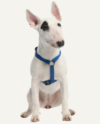 bull-terrier-guia-racas