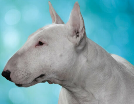 bull-terrier-saudavel