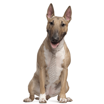bull-terrier