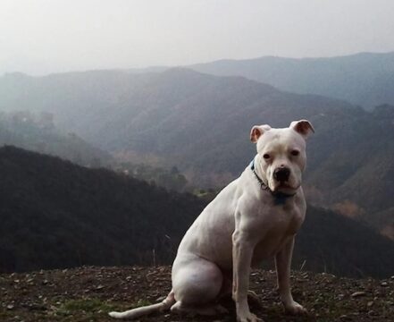 bulldog-americano-1