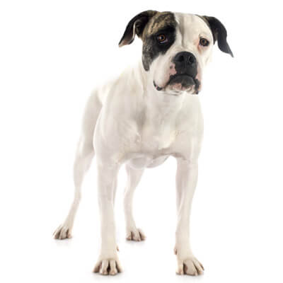 bulldog-americano-2