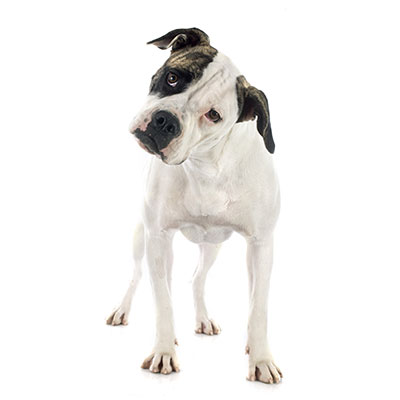 bulldog-americano