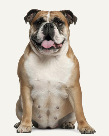 bulldog-ingles-1