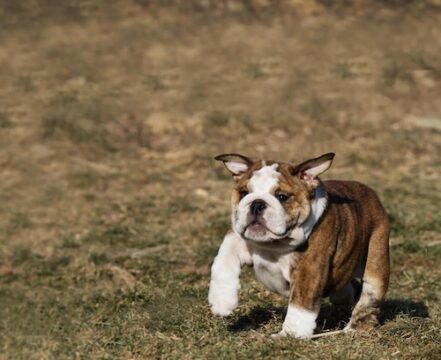 bulldog-ingles