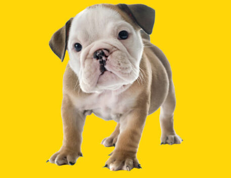 bulldog-ingles-filhote