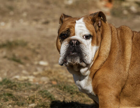 bulldog-ingles-saudavel
