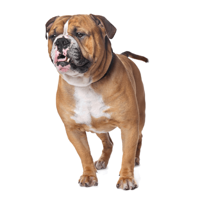 bulldog-ingles
