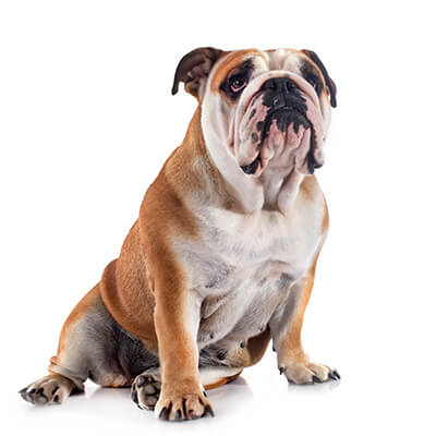 bulldog-petz