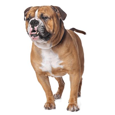 bulldog