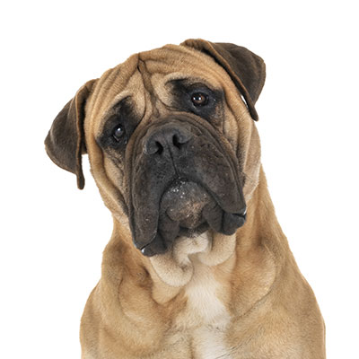 bullmastiff
