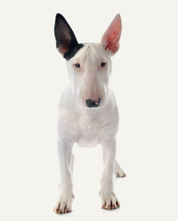 bullterrier-miniatura-guia-racas