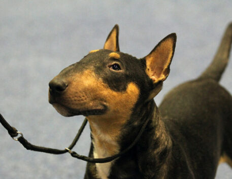 bullterrier-miniatura-saudavel