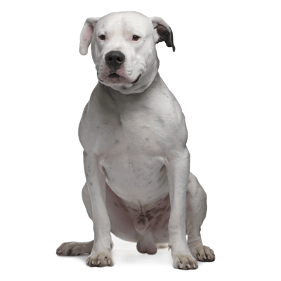 dogo-argentino