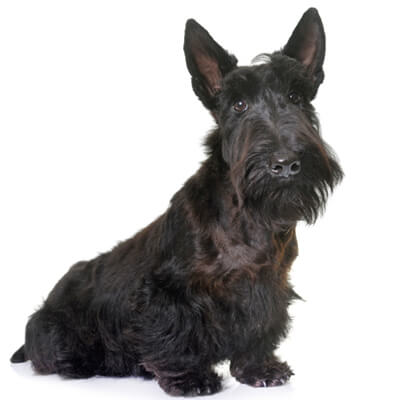 scottish-terrier-petz