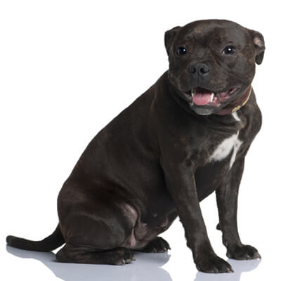 staffordshire-bull-terrier-petz