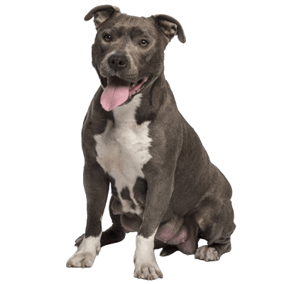 staffordshire-terrier-removebg-preview