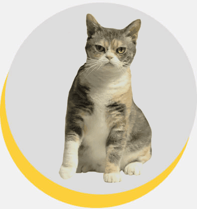 american-wirehair