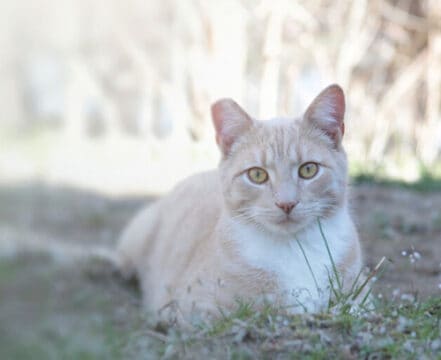 burmilla