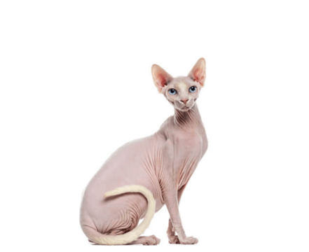 Sphynx-destaque
