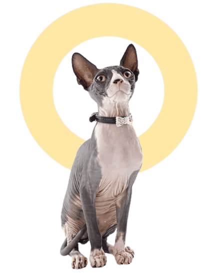 bggato-sphynx-removebg-preview