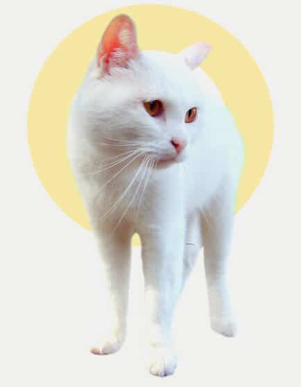 bggato