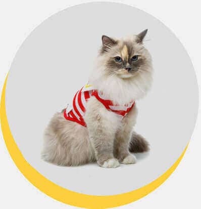 birmanes