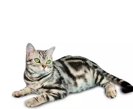 American-Shorthair-1