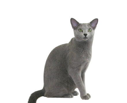 Azul-Russo-1