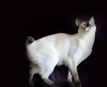 Bobtail-Americano