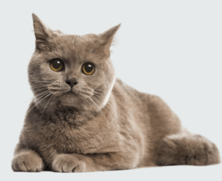 BritishShorthair