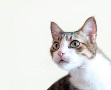 Gato-De-pelo-Curto