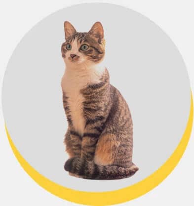 american-bobtail