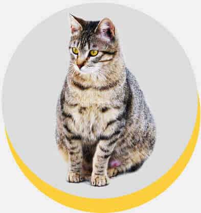 american-shorthair-5