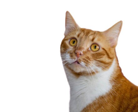 american-wirehair