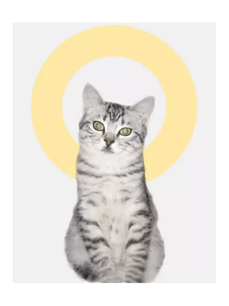 americanshorthair
