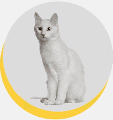 angora