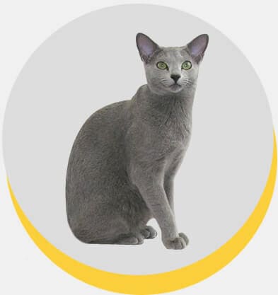 azul-russo