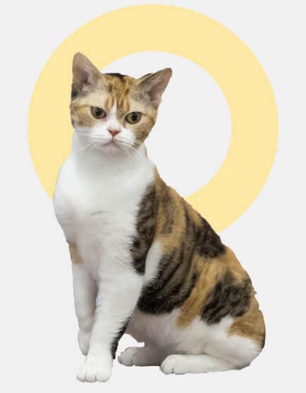 bggato-american-wirehair