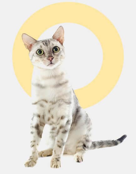 bggato-bengal