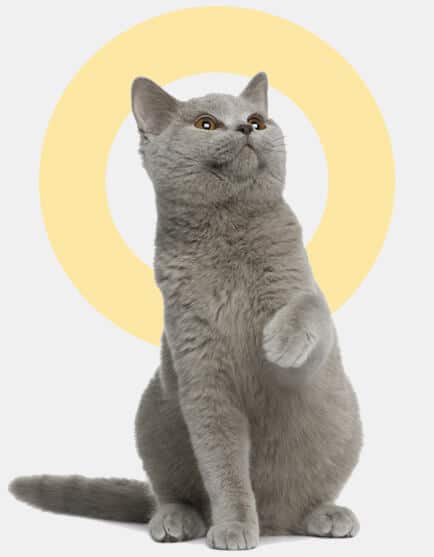 bggato-british-shorthair