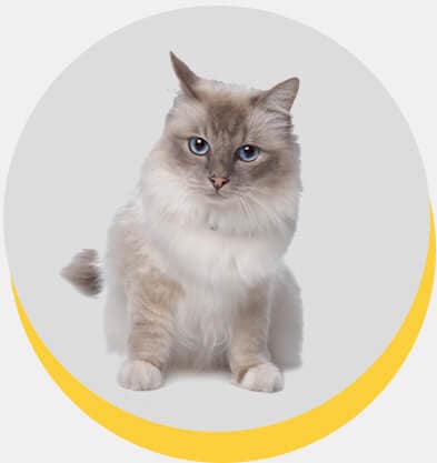 birmanes
