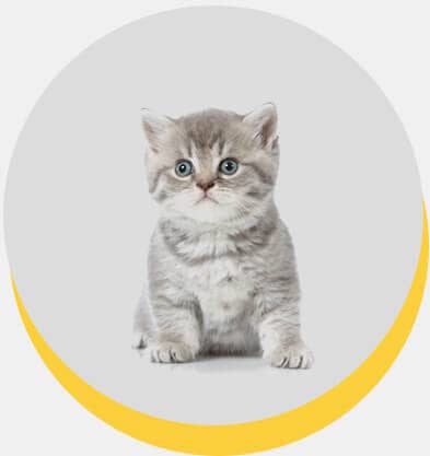 british-shorthair-2