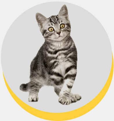 british-shorthair-4