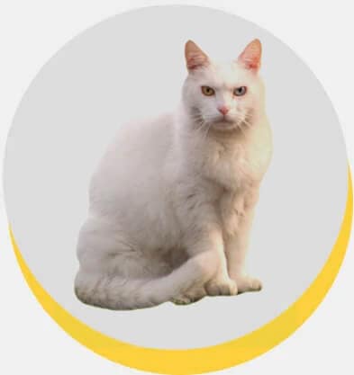 burmilla