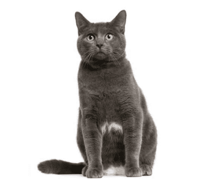 chartreux