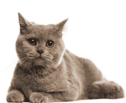 gato-pelo-curto-ingles