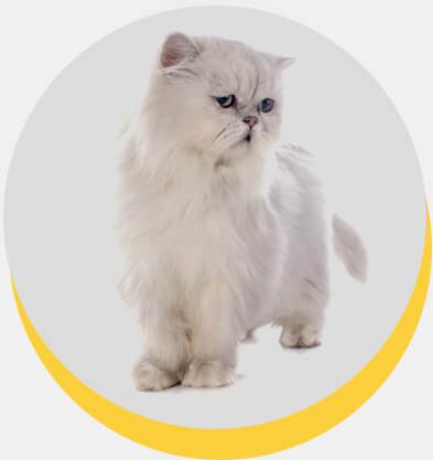 gato-persa-1