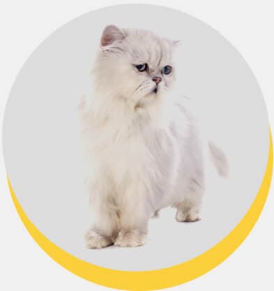 gato-persa