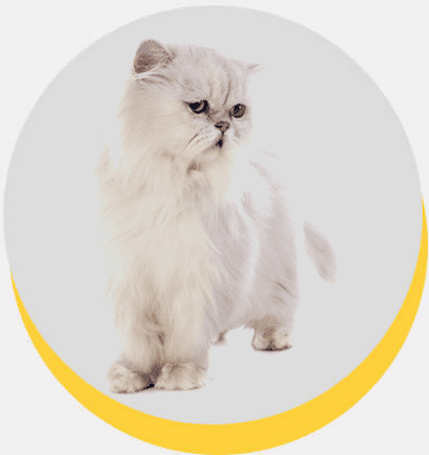gato-persa